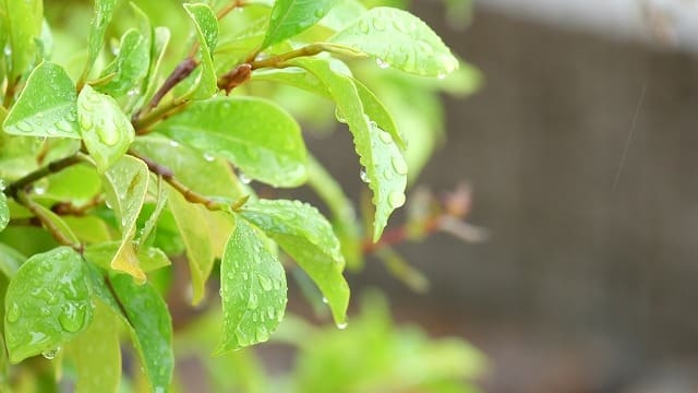 梅雨の時期の石垣島