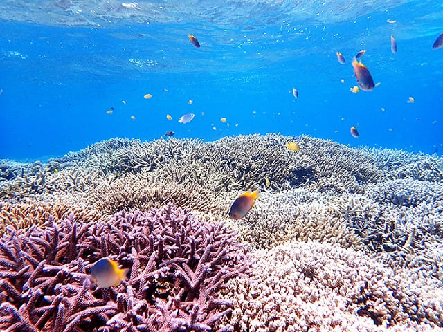 美しすぎる小浜島の海の中