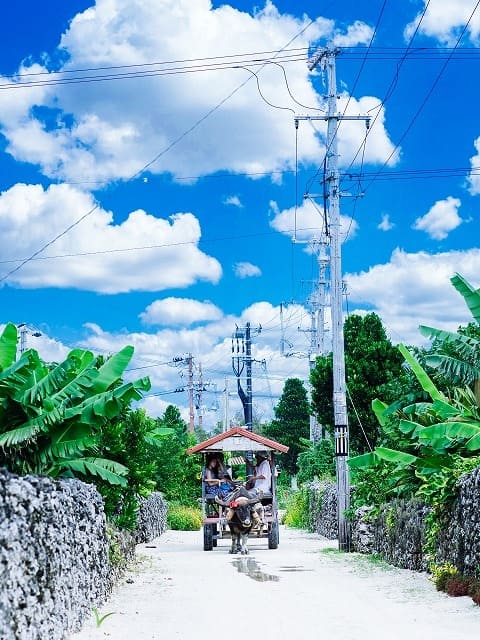 竹富島を水牛車で巡る