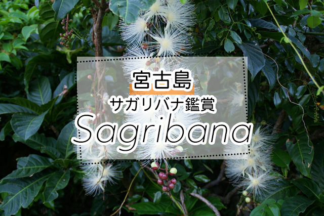 宮古島のサガリバナ鑑賞ツアー