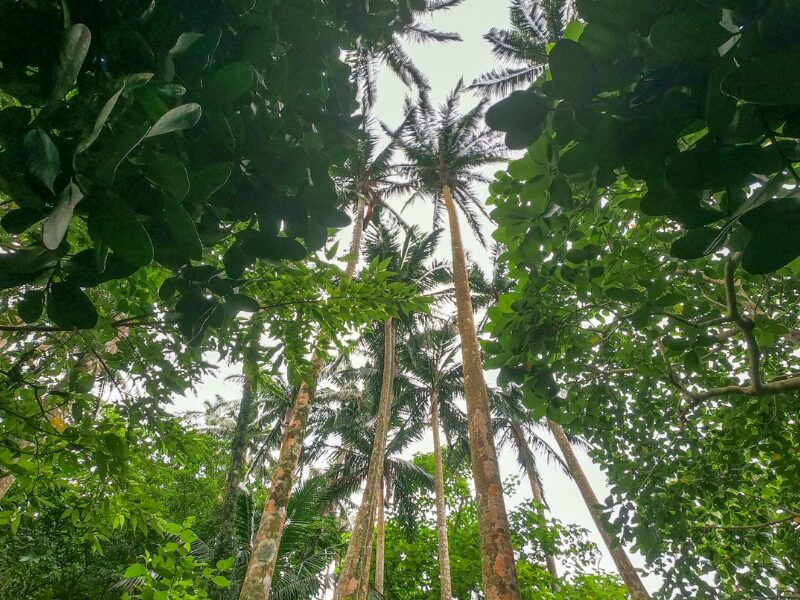 多様な自然を守る自然環境保全地域