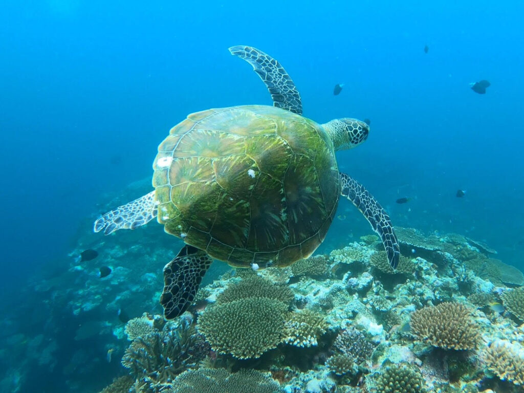 【石垣島】青の洞窟探検＆ウミガメシュノーケリング＋星空と夕日のSUP