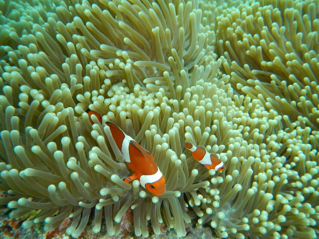 【石垣島】青の洞窟探検＆ウミガメシュノーケリング