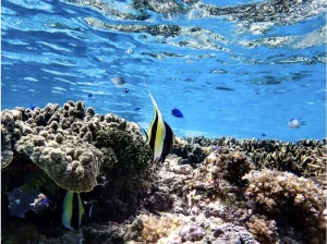 海中世界を満喫！色鮮やかな熱帯魚やサンゴ礁