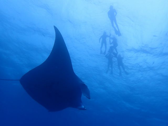 【石垣島】ボートシュノーケル☆マンタやウミガメにも会える