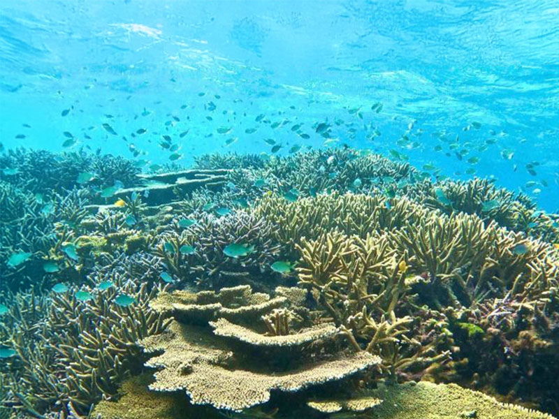 八重干瀬の海を満喫！息を呑む美しさのサンゴ礁と熱帯魚